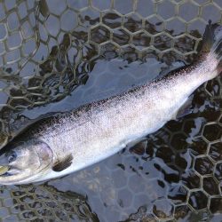 水面が熱い！ ～平谷湖フィッシングスポット～